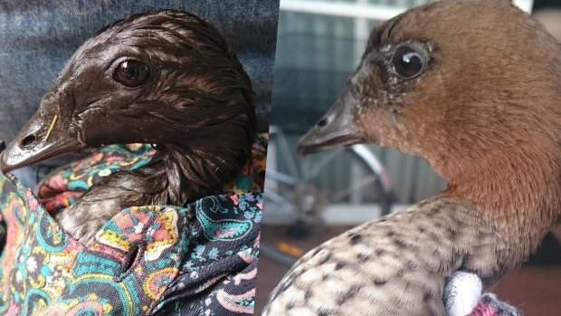 Before and after: The rescued wood duck.