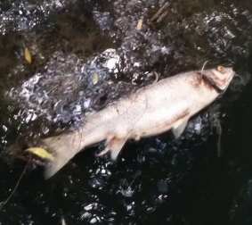 A dead fish in South Creek.