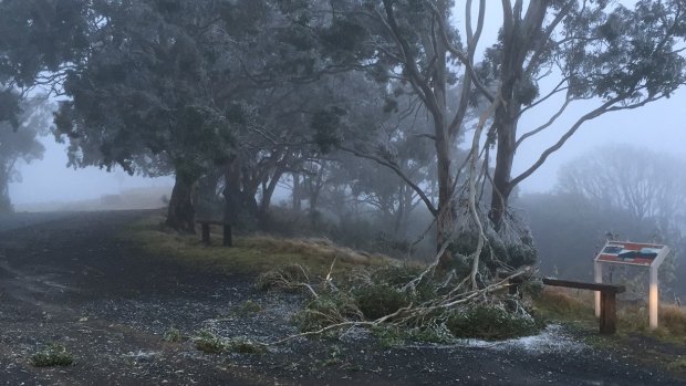 Cold conditions in the Bunya Mountains.