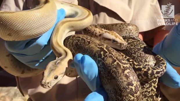 Snakes recovered from a man's house in Perth in 2016.
