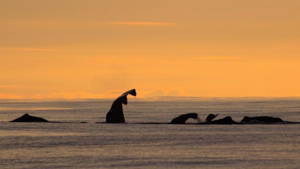 Whale report author Mauricio Cantor: "It’s quite rare to find groups of animals of the same species in the same area with unique behaviours."