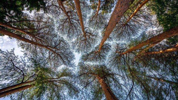 Eastwoodhill Arboretum's tallest trees are more than 50 metres high.