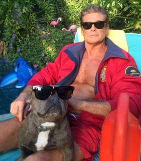 Watching with interest: Actor David Hasselhoff.