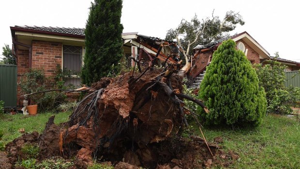 A large tree damaged a house on Methven Street in Mount Druitt during Thursday's storms.