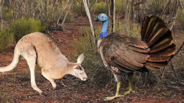 Reconstruction of Progura gallinacea next to a grey kangaroo.