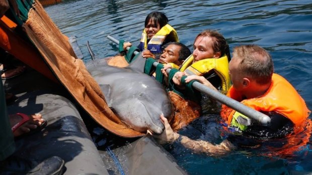 The final two dolphins, Johnny and Dewa, were transferred from a hotel swimming pool to a sanctuary on October 8.