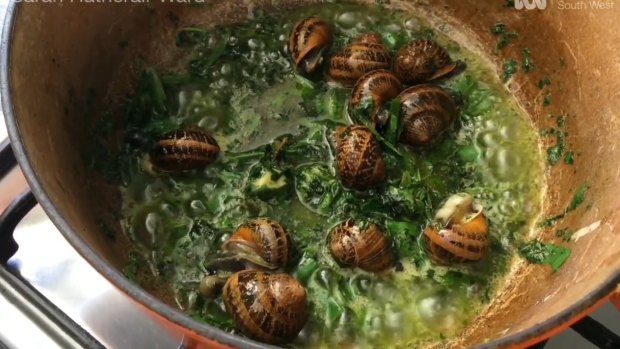 Snails on the boil after a two day starve.
