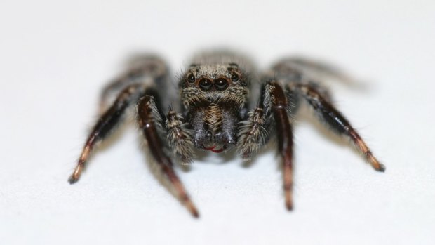 Here's looking at you: Servaea incana, also known as the Australian jumping spider.