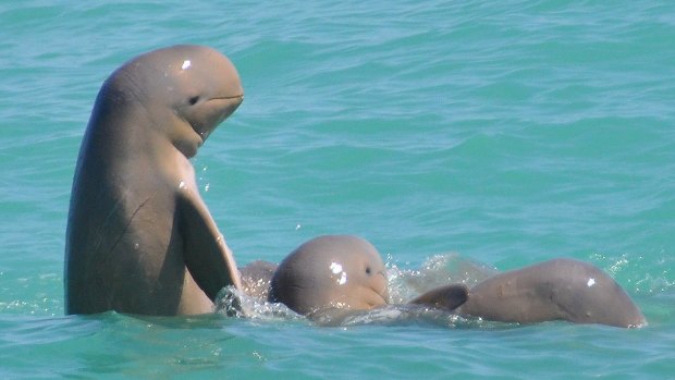 This Dampier Peninsula is home to the Australian snubfin dolphin, a species largely unknown – even among those who live here.