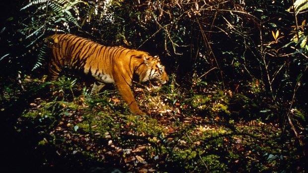 A Sumatran tiger in Gunung Leuser National Park.