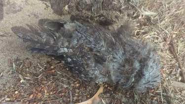 A dead owl witnesses said was found at the site. 