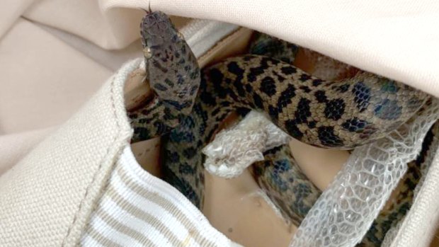 Moira Boxall discovered the spotted python hidden in a shoe in her luggage.