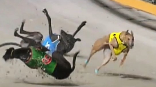 A high-speed crash during a greyhound race at The Q in May during one of the new venue's warm-up races.