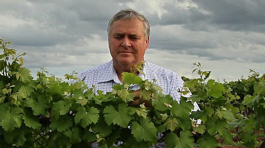 Winegrape grower and Riverina Winegrape chairman Bruno Brombal on his property in Hanwood, NSW.