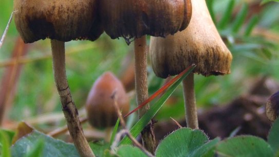 Fungi containing psilocybin - otherwise known as magic mushrooms - will be part of government-funded trials into mental health treatments.