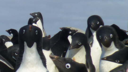 Bird flu can spread quickly between species, which is a risk for the wildlife in Antarctica like these penguins and skuas. 