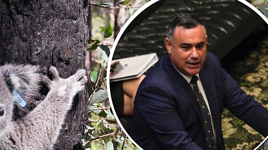 Composite image of John Barilaro and a koala.
