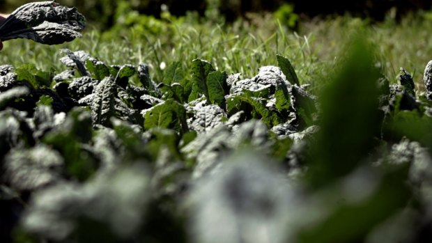 A healthy kale crop.