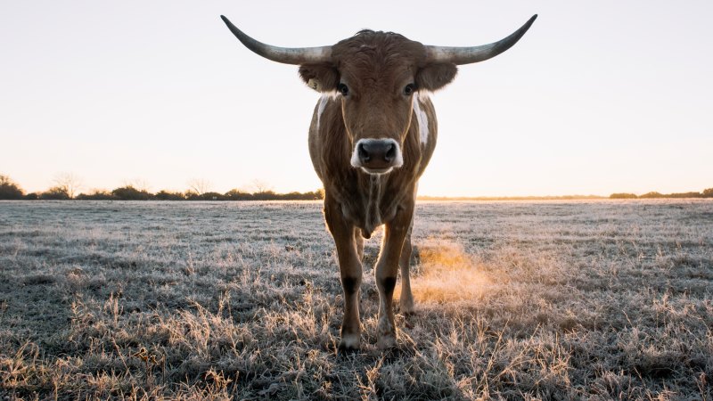 Brave New Burger The Race To Put Lab Grown Meat On The Table
