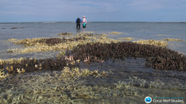 Researchers inspected 84 reefs and found coral mortality rates of 50 per cent or more in the north of the Great Barrier Reef.
