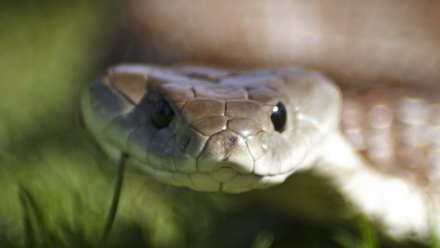An expert says urban expansion could explain an increase in snakes bites in parts of southeast Queensland. 