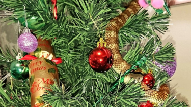 A tiger snake was discovered in a Christmas tree in Frankston. 