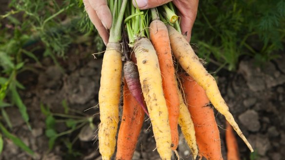 Today's vegetables are often not what they used to be ... try harvesting heirloom carrots.