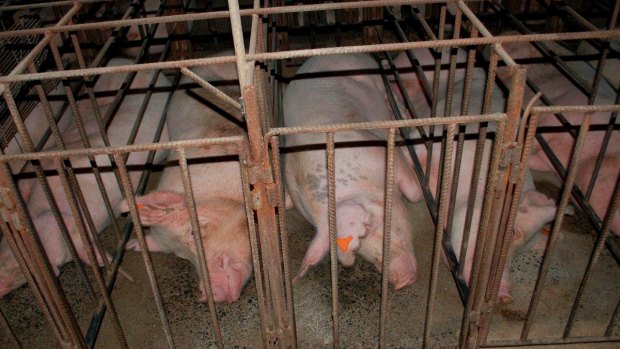 An image of pigs in sow stalls in Australia taken by animal activists.
