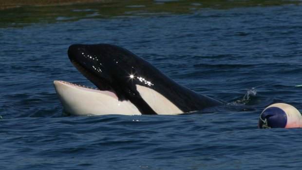 Keiko, an orca that starred in  the Free Willy movies, in Taknes Bay, Norway, in 2003.