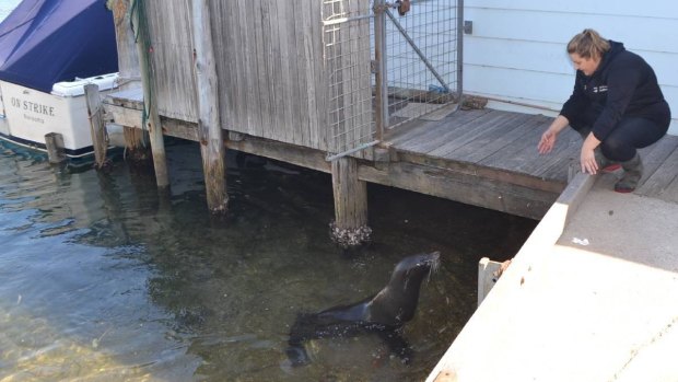 "Johnson" the seal and Sophie Wiersema at Narooma Bridge Seafoods.