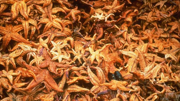 The North Pacific seastar "will eat essentially anything that's not bolted down".