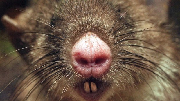 A hog-nosed rat in Indonesia. 