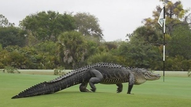 On the green, but far from regulation: Alligators are not uncommon sights on golf courses around the world, like this one on the seventh hole of Myakka Pines Golf Club Florida.