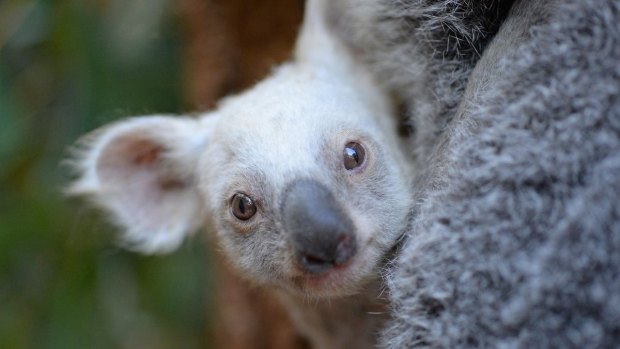 A white koala joey has been born at Australia Zoo.
