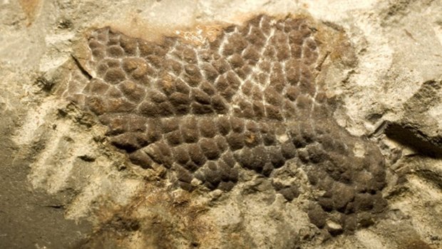 Scales from the neck of a Tyrannosaurus rex.