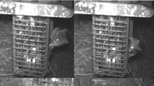 Infrared images of New Holland mice (left) and house mice (right). 