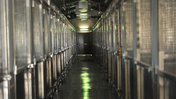 Death Row: The dog kennels at Wagga pound.