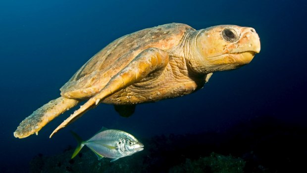 Loggerhead turtle populations are facing a brighter future, but many other species are still in decline, while for others there are no data at all.