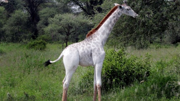 Researchers fear Omo the rare white giraffe may be targeted by poachers.