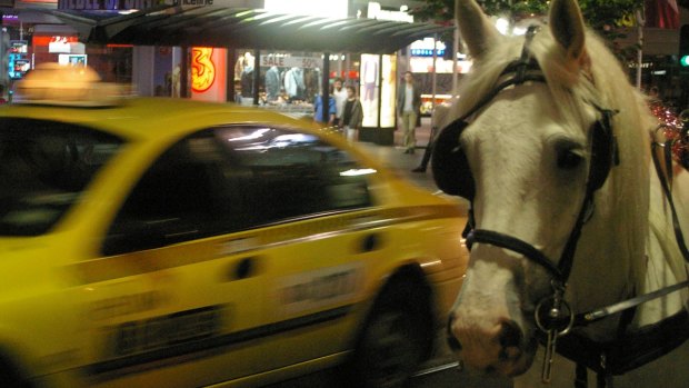 A horse on Swanston Street in the city.