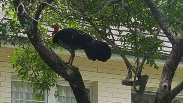 A brush turkey surveys his new abode in Greenwich. 
