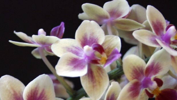 Orchid demand waned.