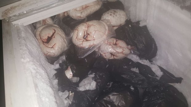 Frozen pangolin meat seized in Jombang, East Java last year. 
