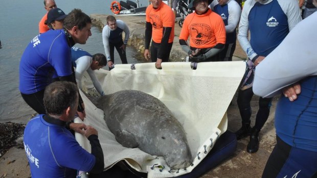 Doug the dugong was released into Moreton Bay on Thursday.