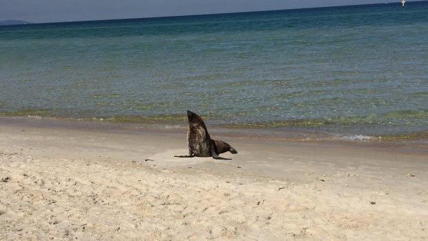 Arcto the seal on the Chelsea foreshore.