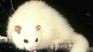 Possum A Polar Bear Of Climate Change