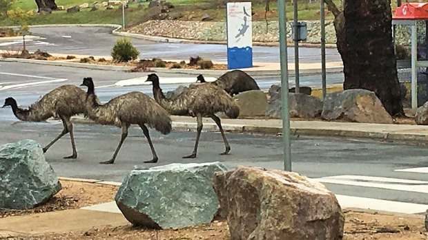 Emus at least try to do the right thing by almost using the crossing at the Cotter.