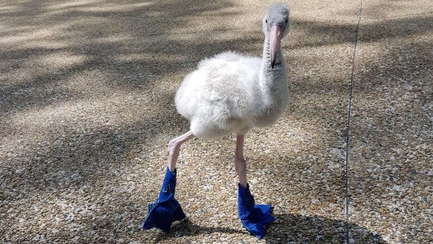 Squish the baby flamingo.