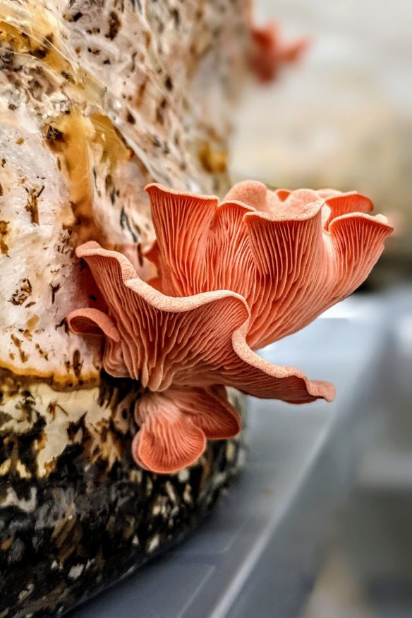 Pink oyster mushrooms grown above Stix Cafe in Marrickville, Sydney.