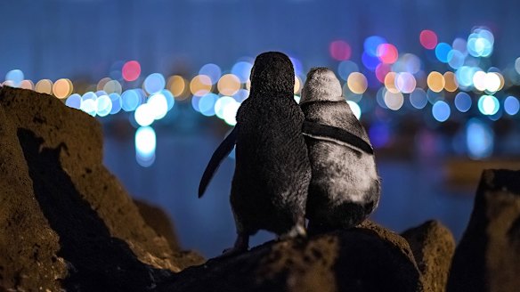 This image of two little penguins in St Kilda, Melbourne, has won a global award.